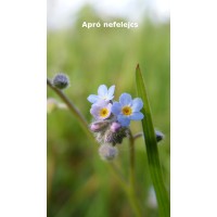 Apró nefelejcs hűtőmágnes Apró nefelejcs hűtőmágnes