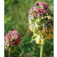 Csabaire vérfű mag Csabaire vérfű mag