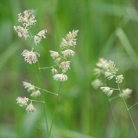 Csomós ebír mag Csomós ebír mag