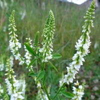 Somkóró magkeverék Somkóró magkeverék