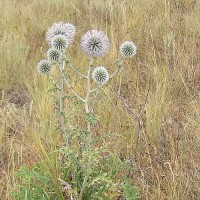 Fehér szamárkenyér mag Fehér szamárkenyér mag