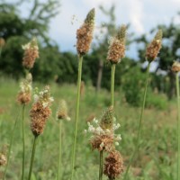 Lándzsás útifű mag Lándzsás útifű mag
