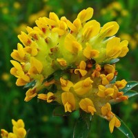 Nyúlszapuka mag Nyúlszapuka mag