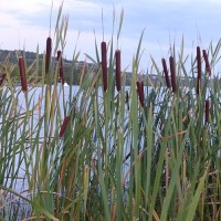 Széleslevelű gyékény Széleslevelű gyékény