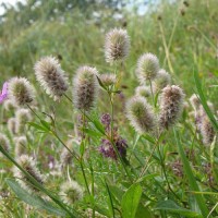 Tarlóhere mag Tarlóhere mag