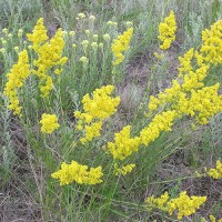 Tejoltó galaj mag Tejoltó galaj mag